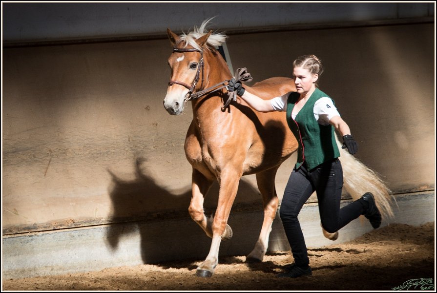 Pferd International 002